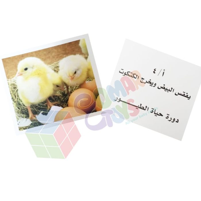 ⁦مراحل النمو و طور الحياة⁩ - الصورة ⁦2⁩