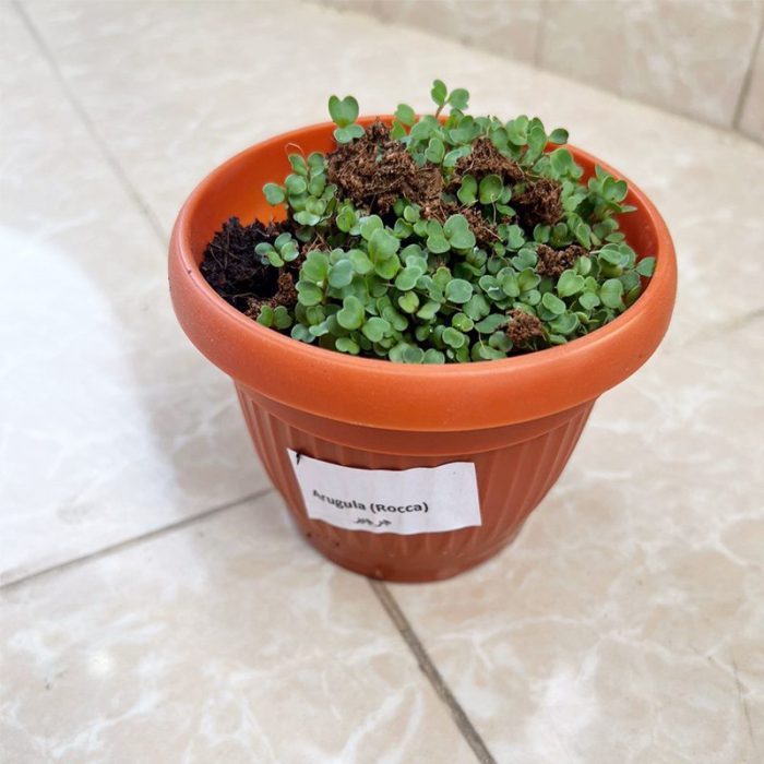 ⁦مجموعة الزراعة المنزلية  GARDENING KIT⁩ - الصورة ⁦3⁩