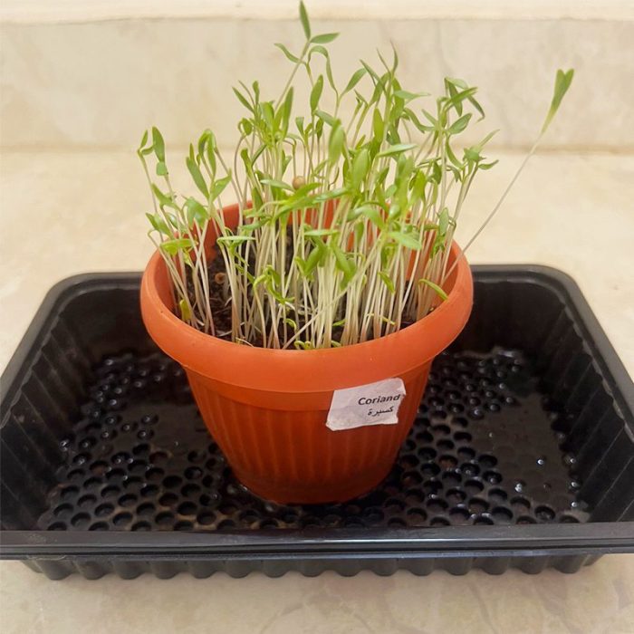 ⁦مجموعة الزراعة المنزلية  GARDENING KIT⁩ - الصورة ⁦5⁩
