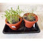 ⁦مجموعة الزراعة المنزلية  GARDENING KIT⁩ - الصورة ⁦6⁩