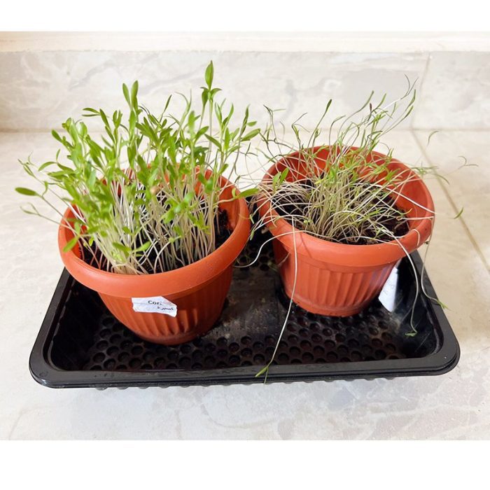 ⁦مجموعة الزراعة المنزلية  GARDENING KIT⁩ - الصورة ⁦6⁩