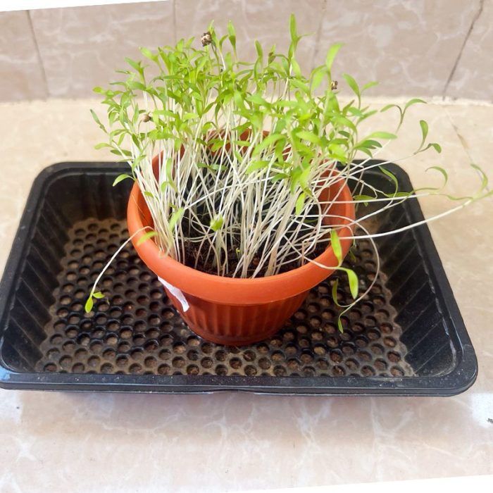 ⁦مجموعة الزراعة المنزلية  GARDENING KIT⁩ - الصورة ⁦7⁩