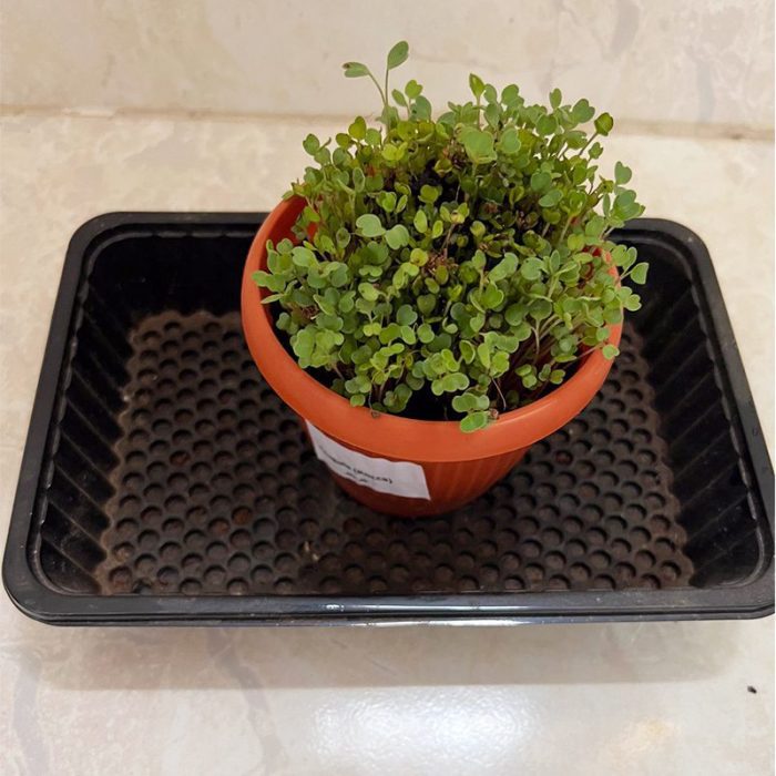 ⁦مجموعة الزراعة المنزلية  GARDENING KIT⁩ - الصورة ⁦10⁩