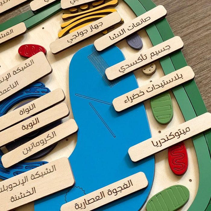 ⁦بازل الخلية النباتية الخشبي عربي انجليزي⁩ - الصورة ⁦2⁩